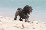 PETIT CHIEN LION 107